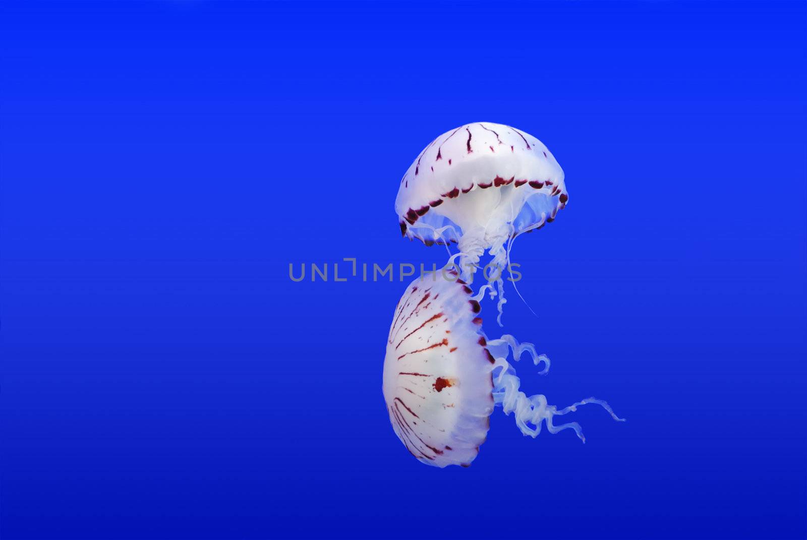 Couple of jellyfish on a blue submarine background