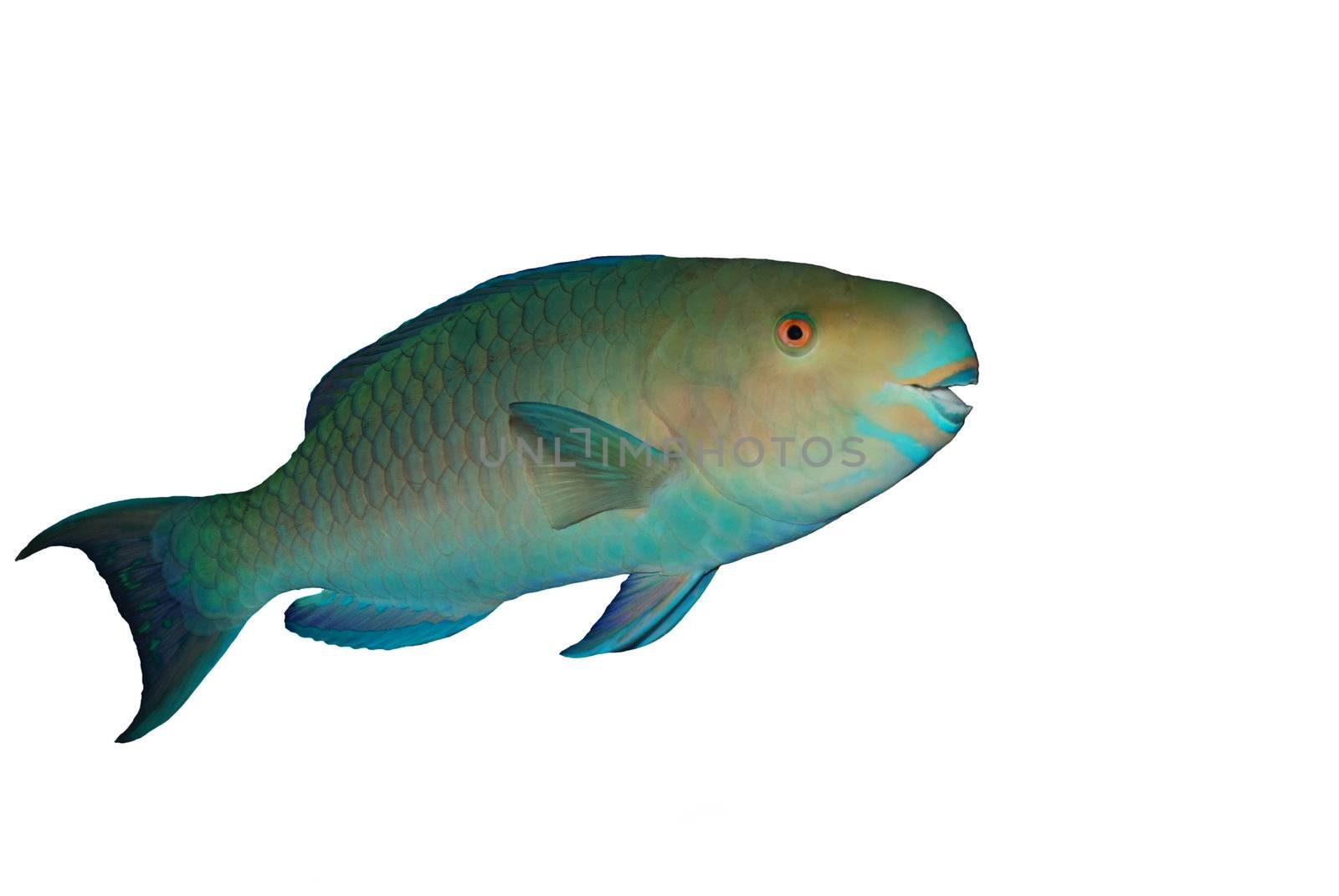 Red Sea Steephead Parrot fish isolated over white
