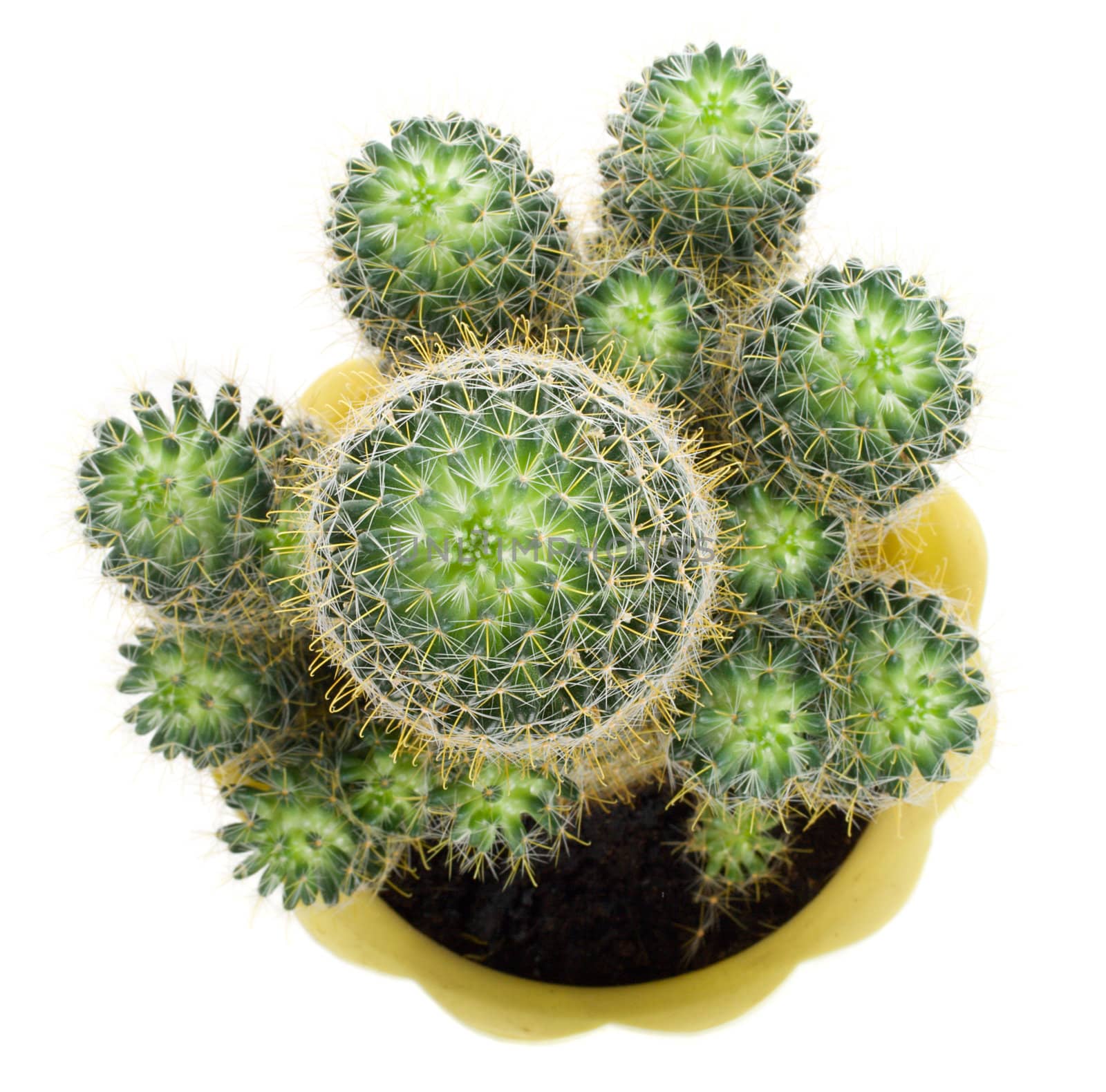 close-up green cactus, view from above, isolated on white