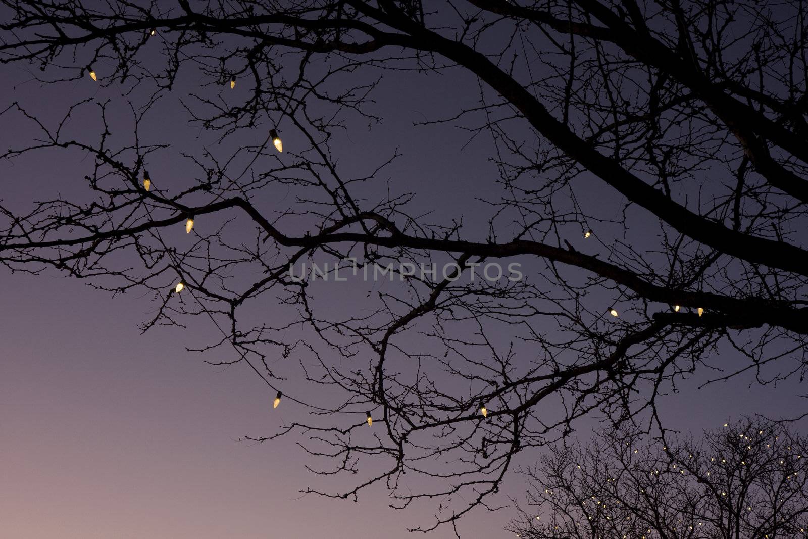 silhouette of leafless tree branches decorated with Chistmas light against sky at dusk