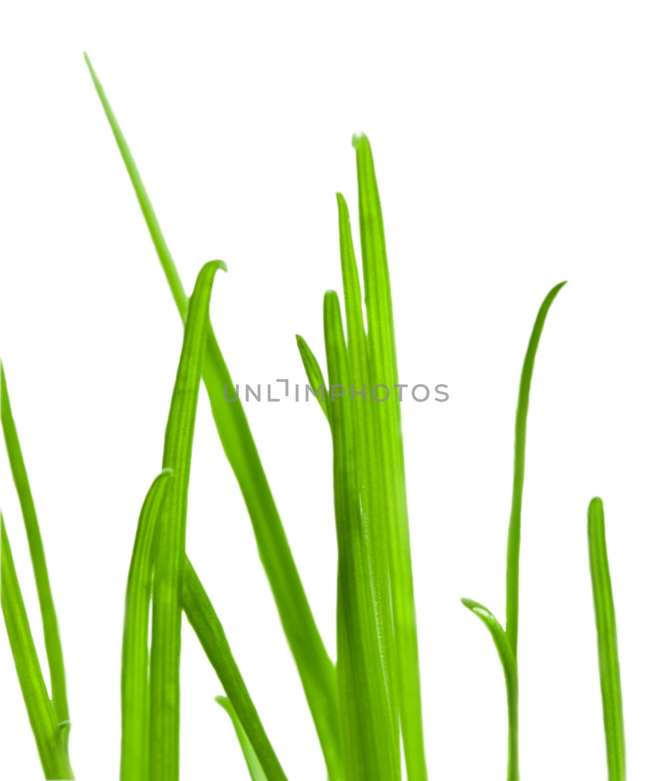 Green grass close-up by rozhenyuk