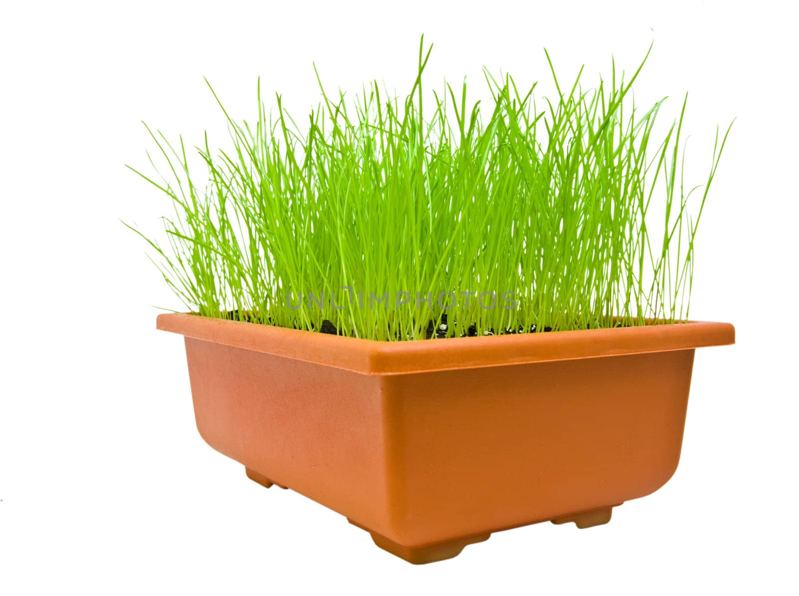 Isolated green grass in the flowerpot over the white background