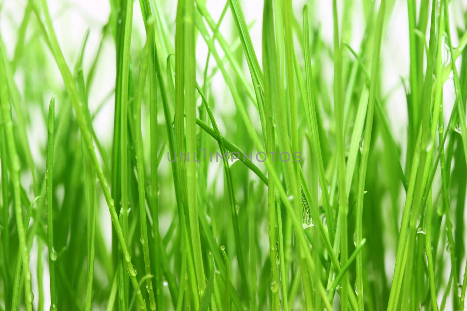 Close-up green grass background