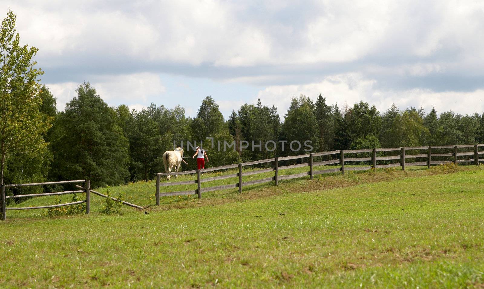 guide horse on paddock