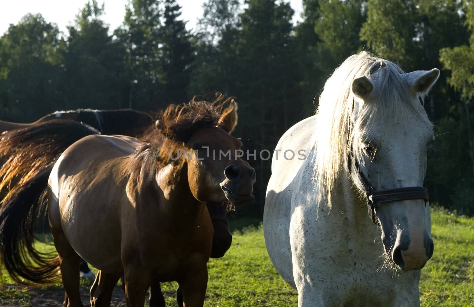 two horses, white and bronze