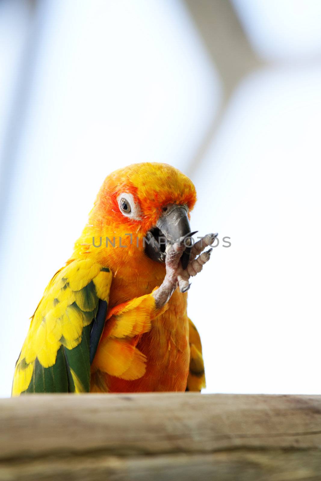 colorful parrot on a branch