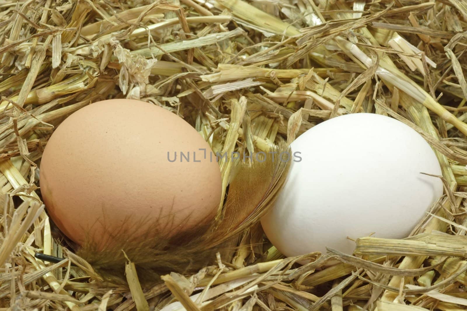 White and brown egg in a nest