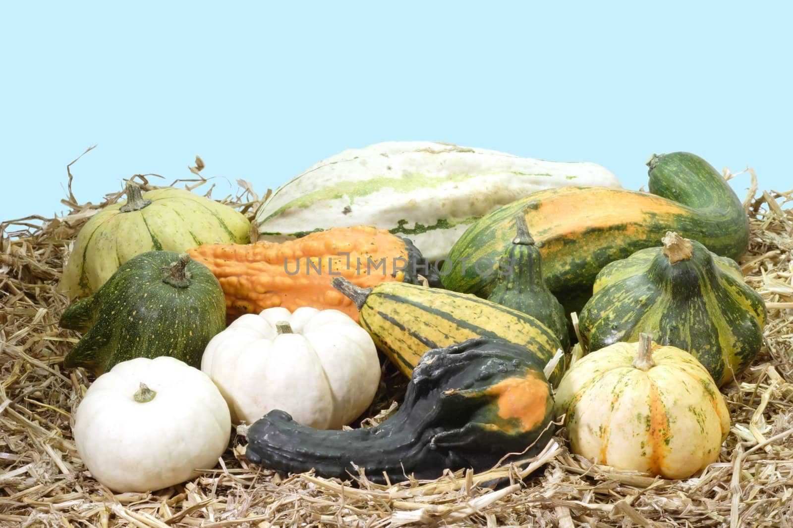 Mixed colorful pumpkins on straw on blue background