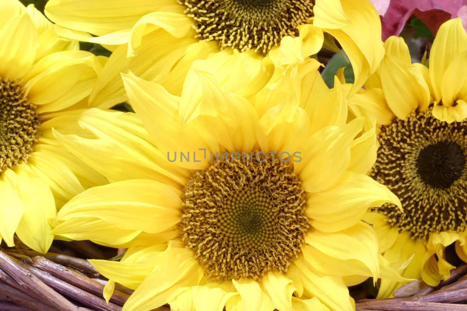Close-up of sunflower blossoms - shot in studio