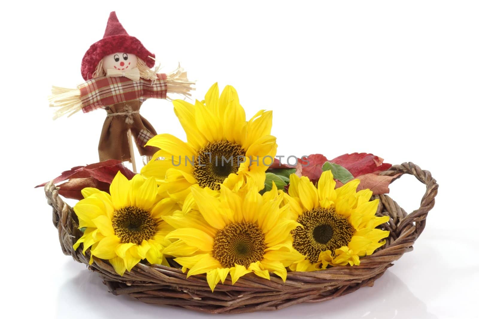 Thanksgiving decoration with sunflowers on white background