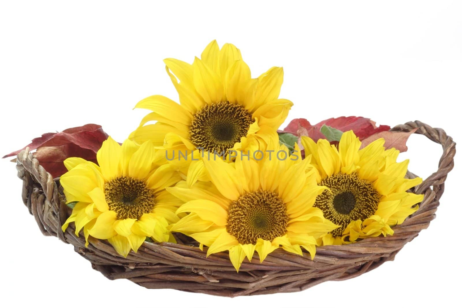 Sunflowers in a basket - isolated on white background