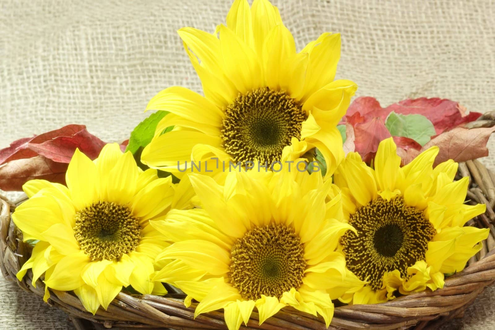 Close-up of sunflowers in a basket