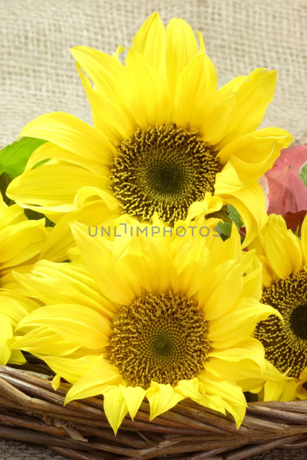 Close-up of sunflower blossoms - shot in studio