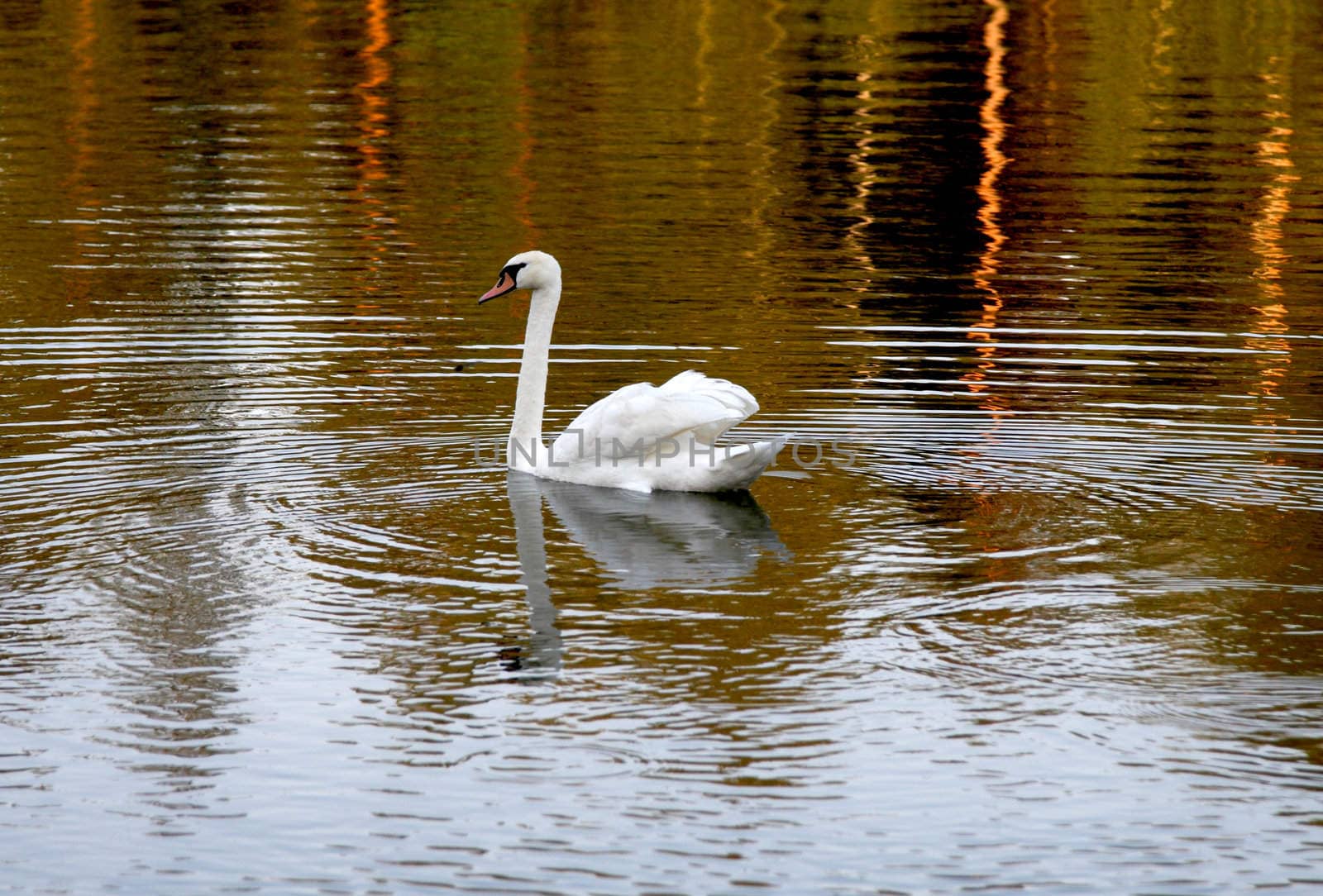 swan is swimming on lake