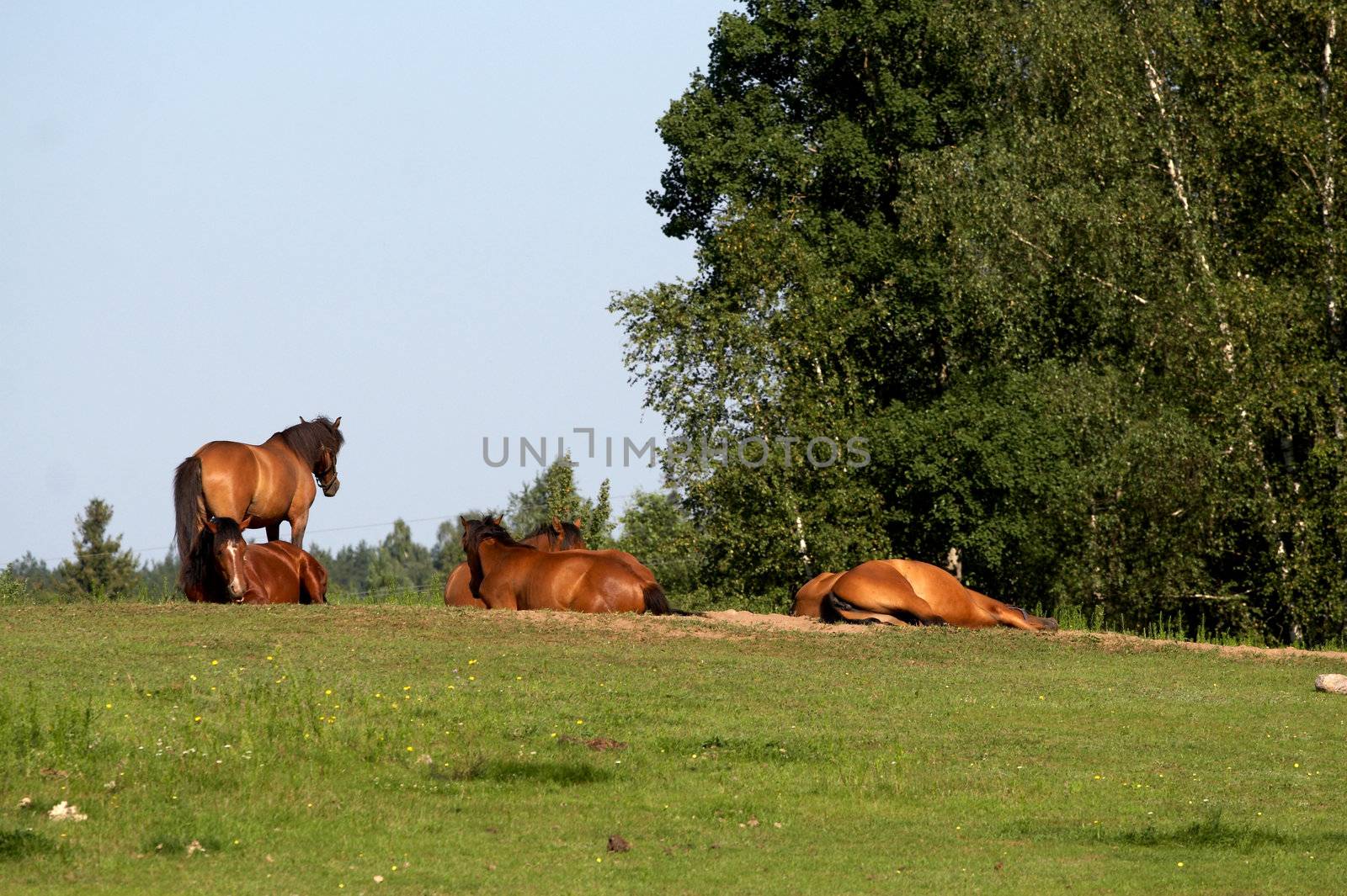 horses on freedom