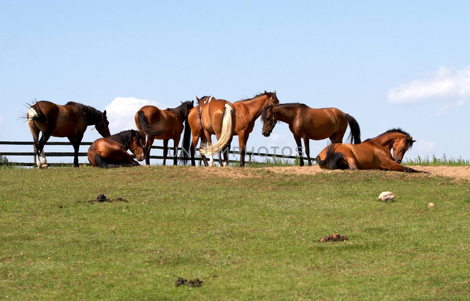 horses on freedom by amaxim