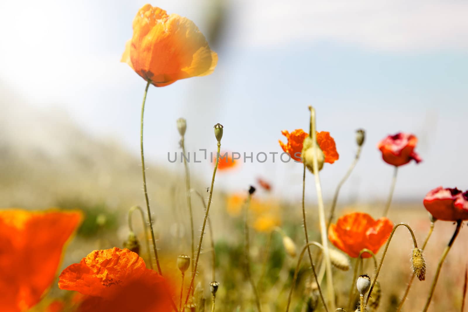 field of poppies by carloscastilla