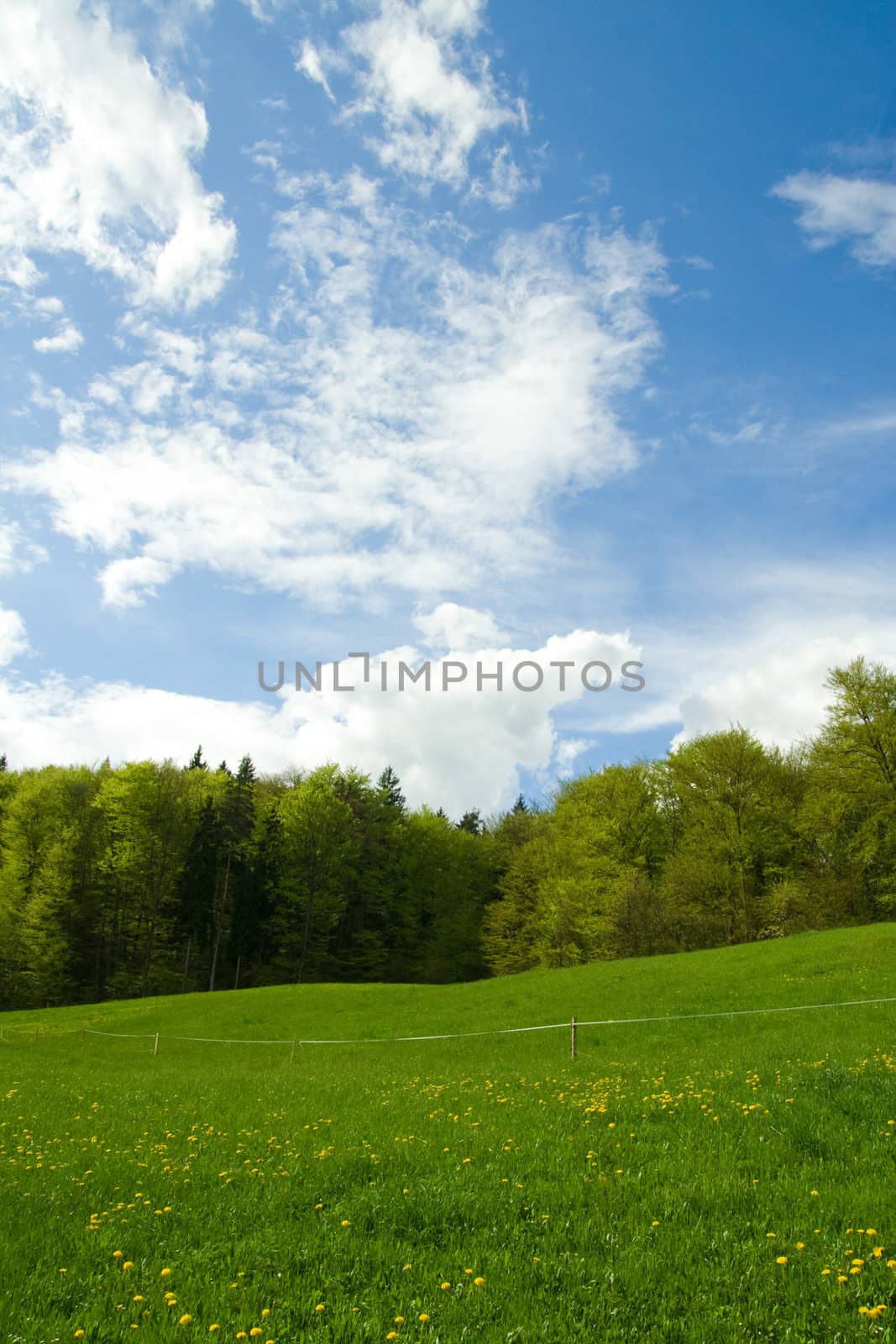 Meadow, forest and blue sky with clouds. Including copy space.