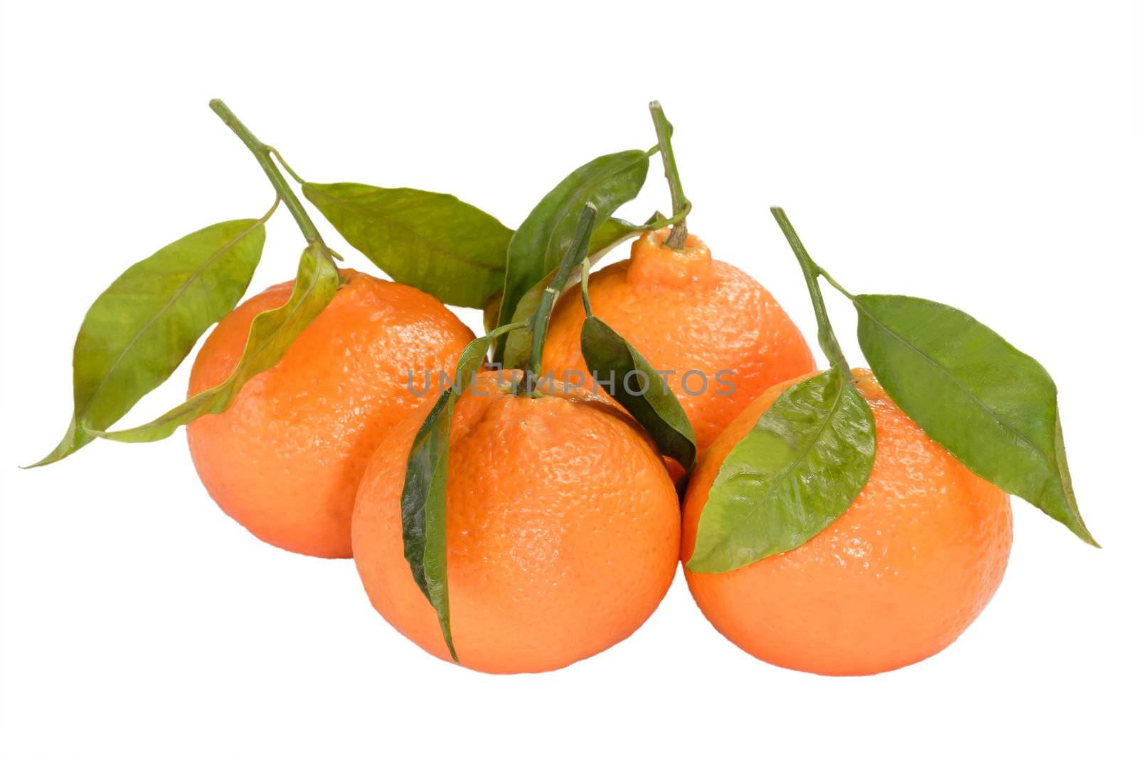 Tangerine fruit collection  on bright background