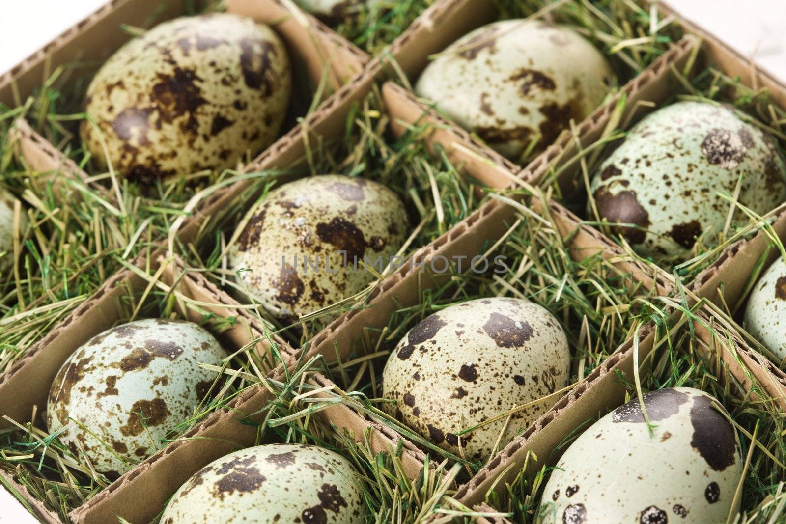 Speckled eggs packed in separate compartments.