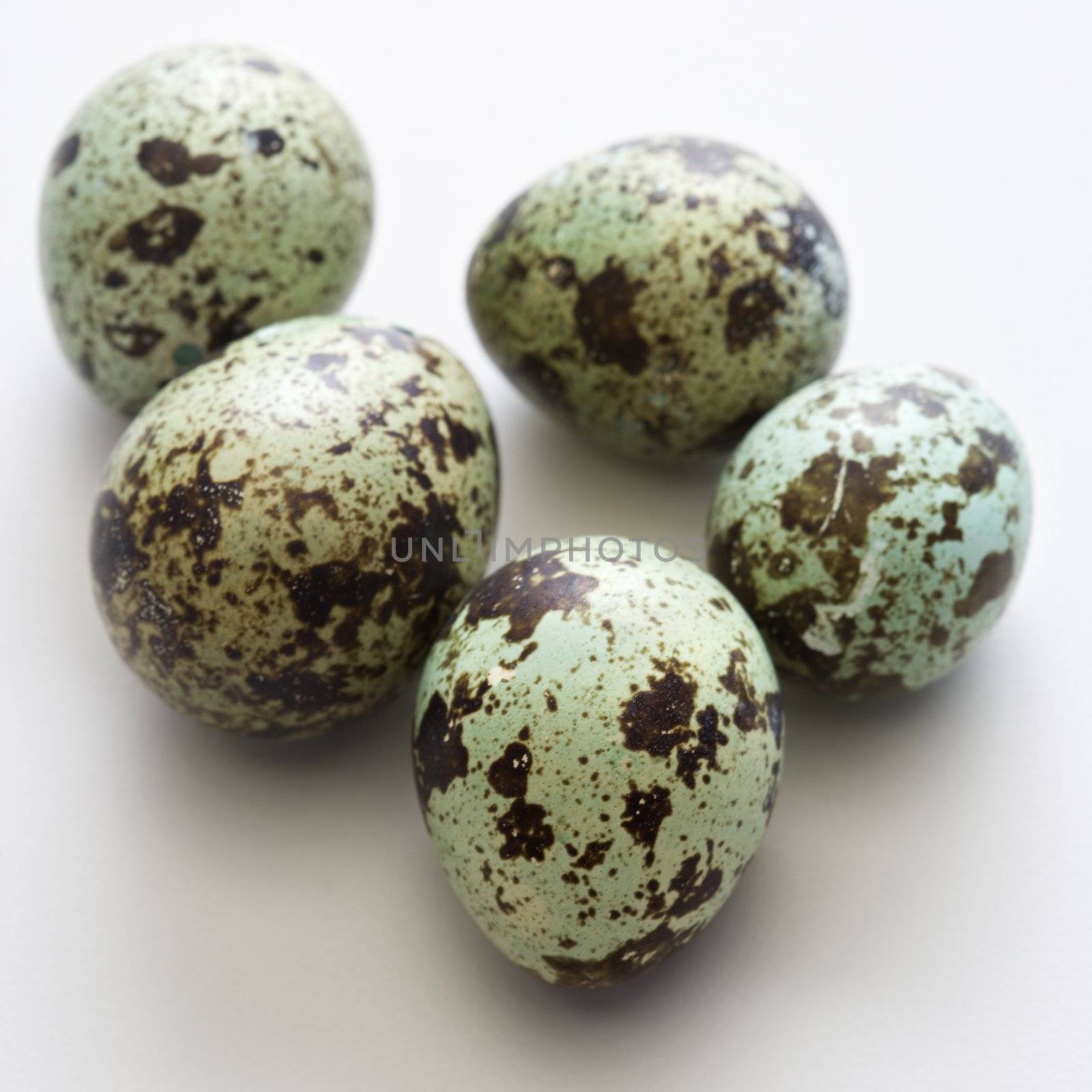 Studio still life of speckled eggs.