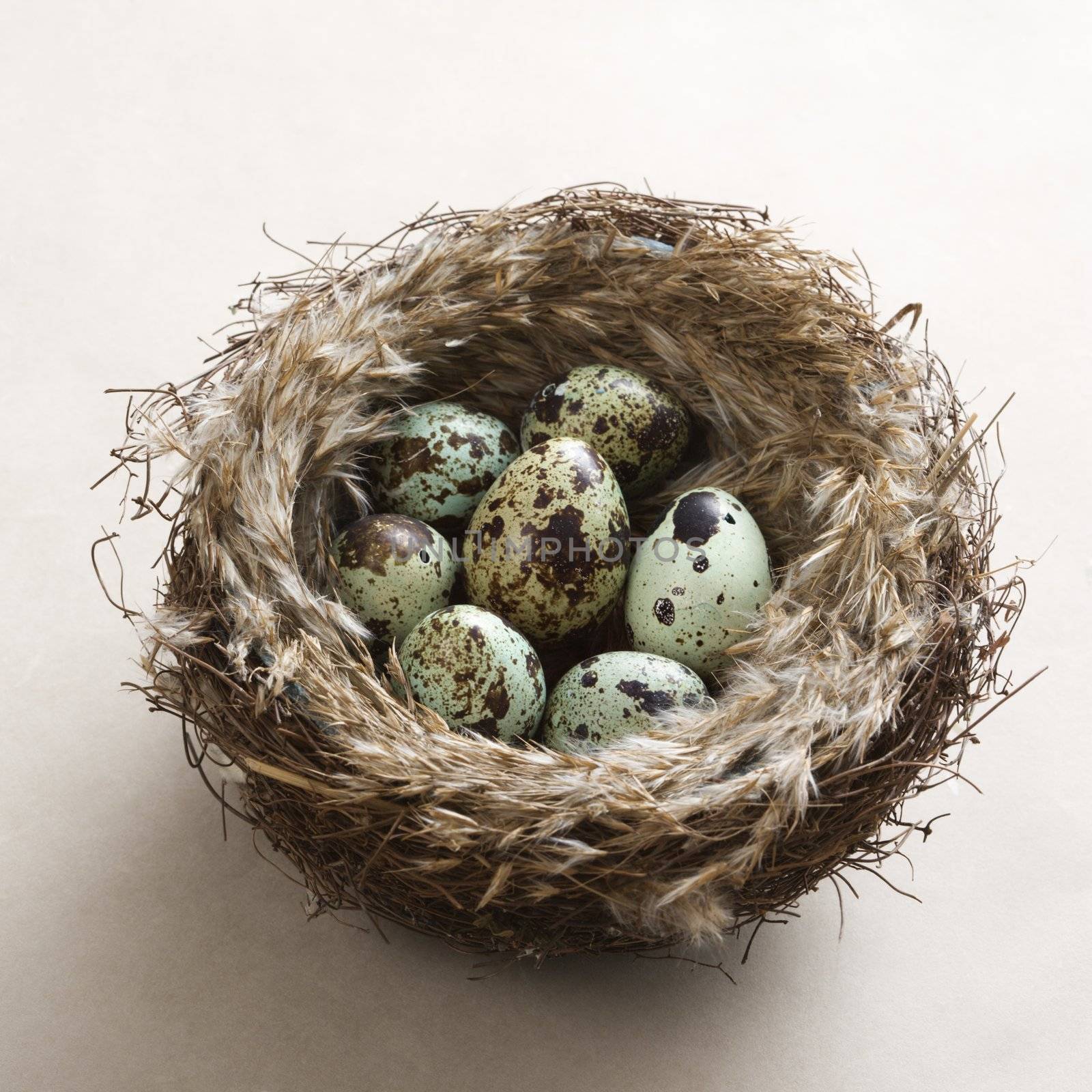 Studio still life of speckled eggs in nest.