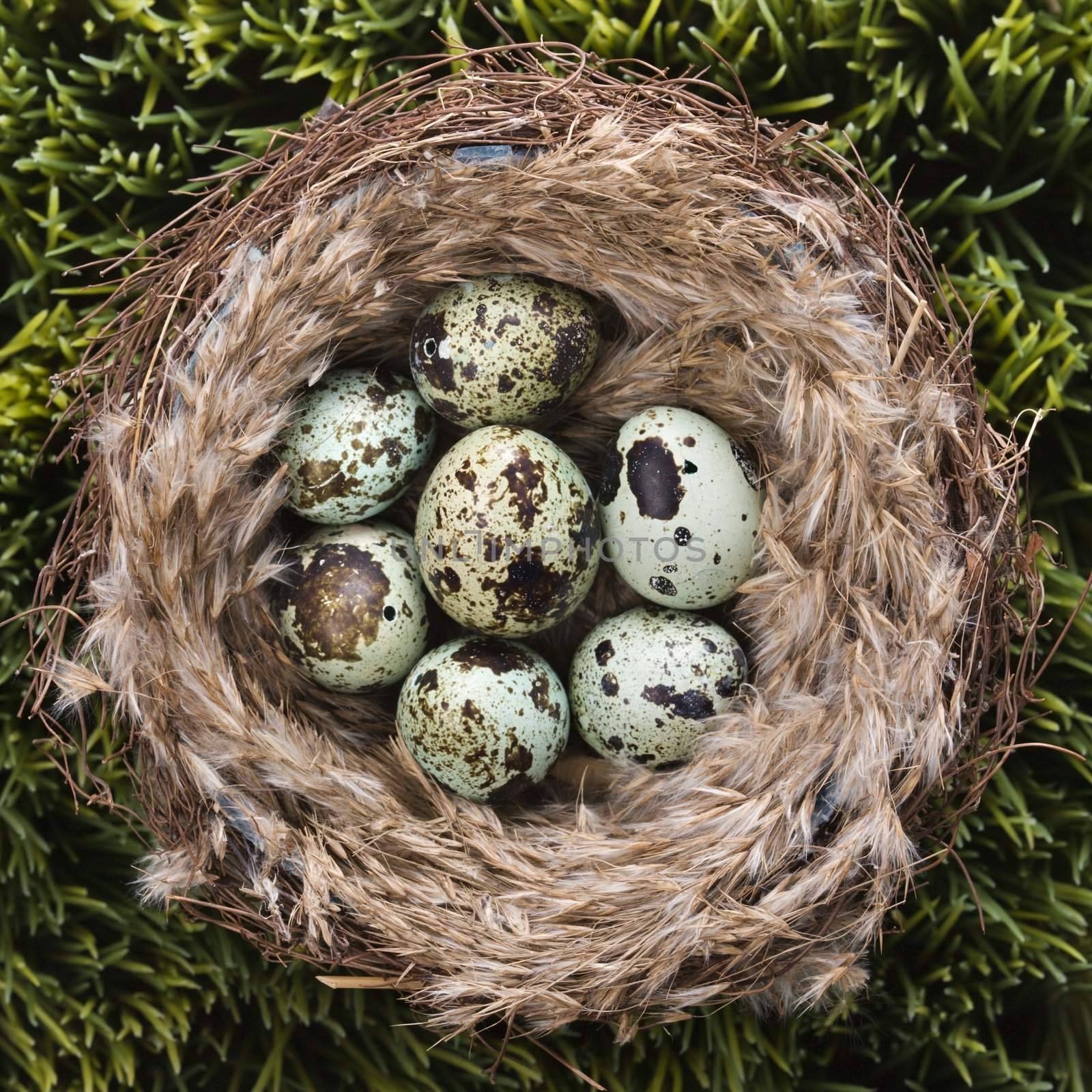 Still life of speckled eggs in nest.
