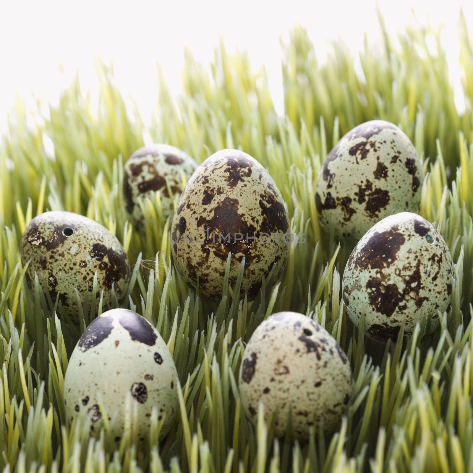 Speckled eggs on grass.