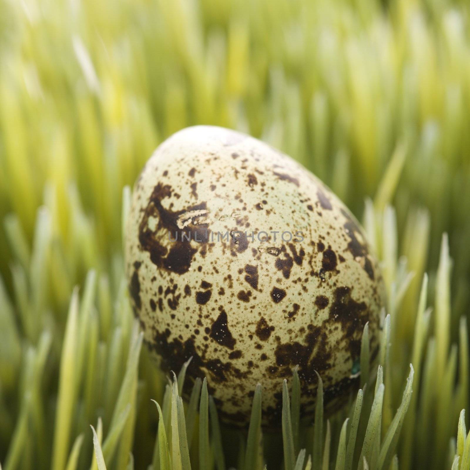 Speckled egg on grass.