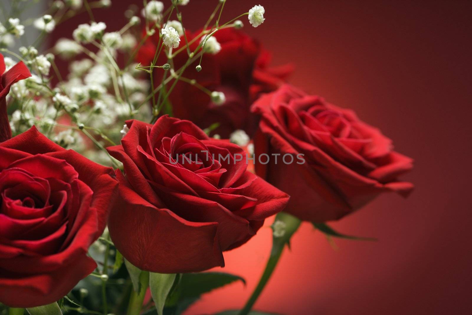 Bouquet of red roses. by iofoto