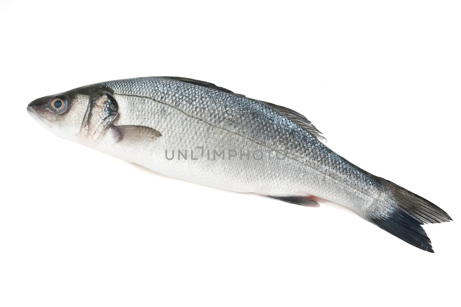 sea bass isolated on white background with clipping path