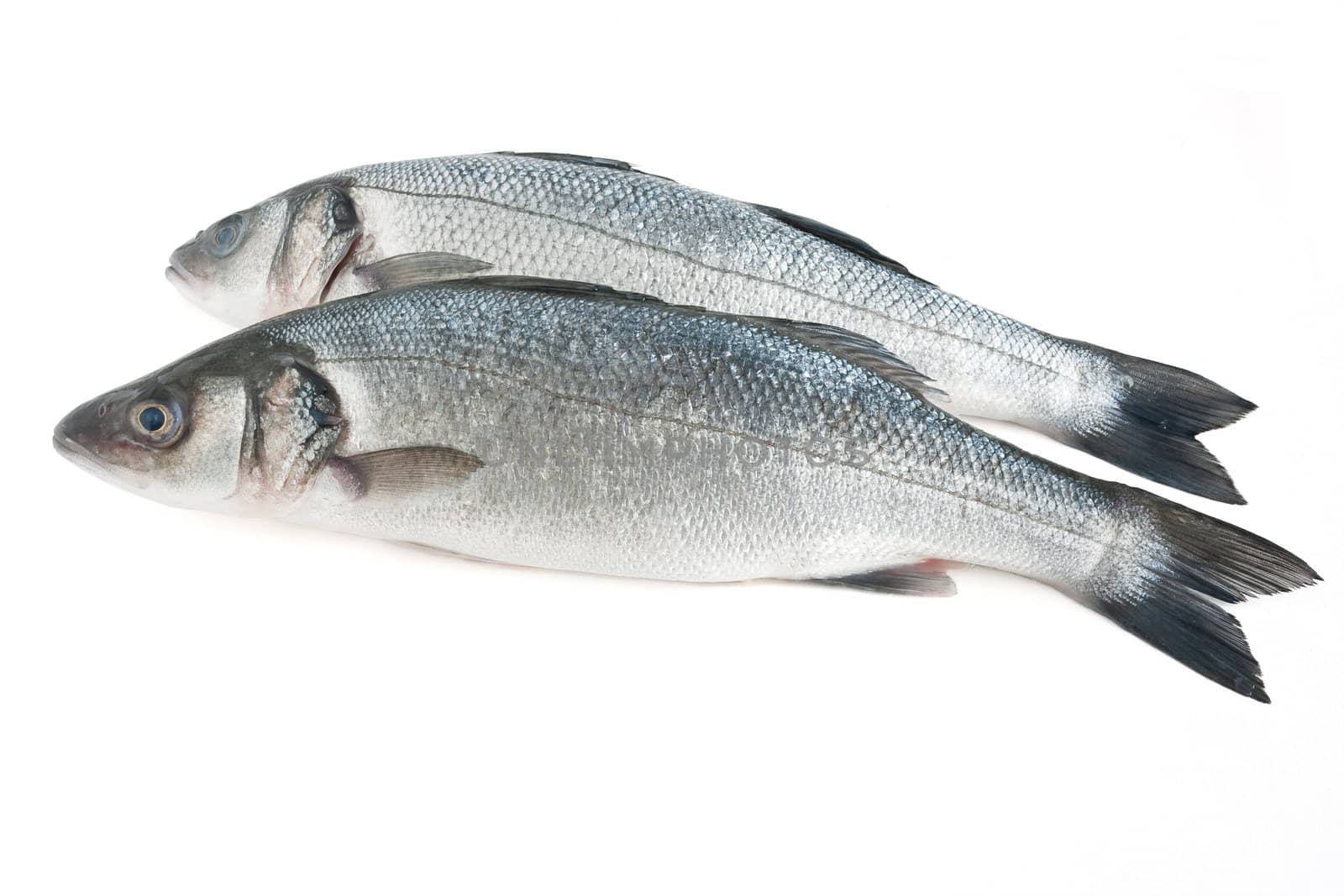 two sea bass isolated on white background with clipping path
