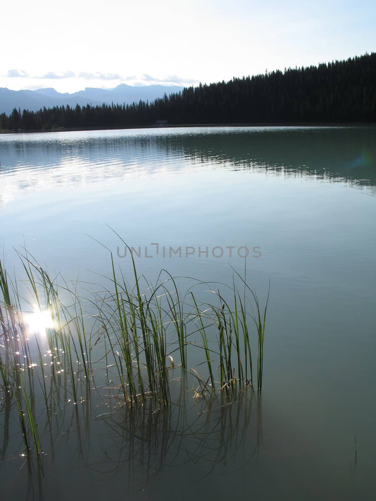 calm lake and forest