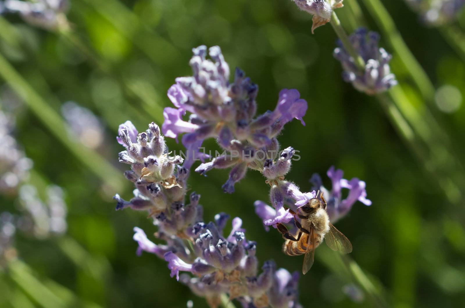 Bee in lavender by bobkeenan