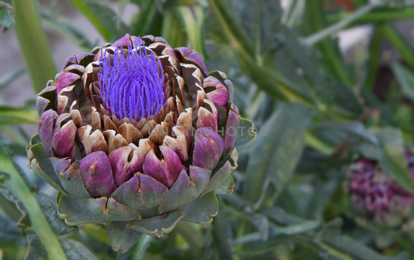 Macro of beautiful purple blooms of a lavender and green artichok