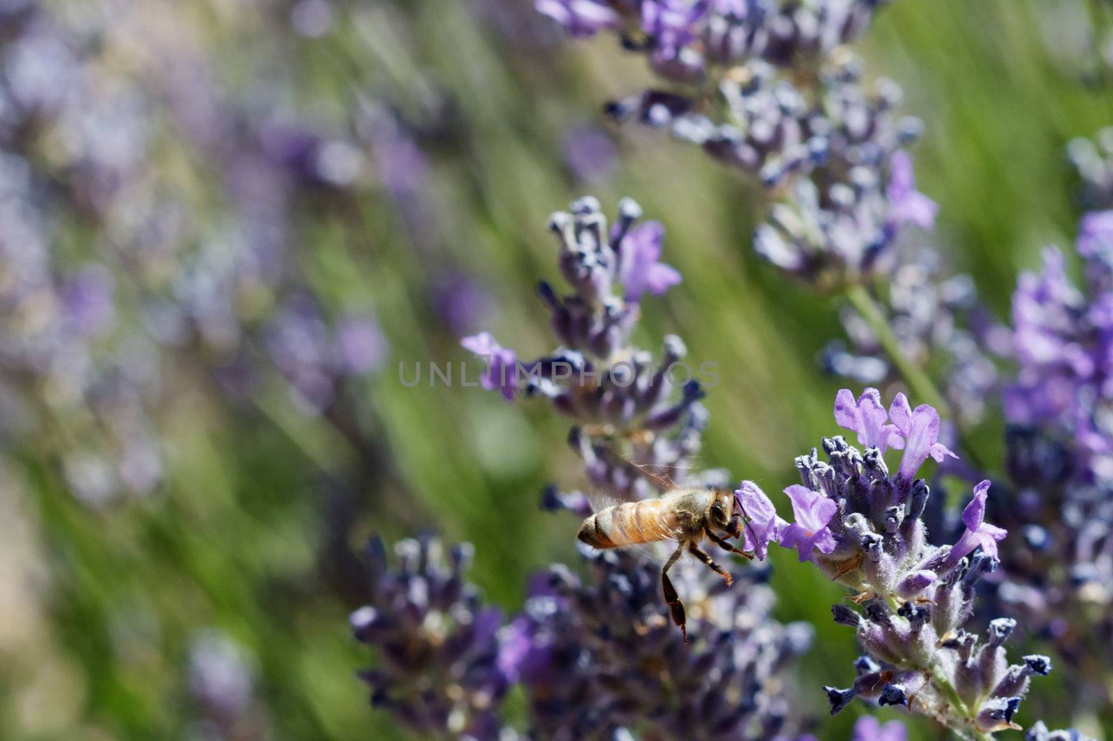 Flying bee in lavender by bobkeenan