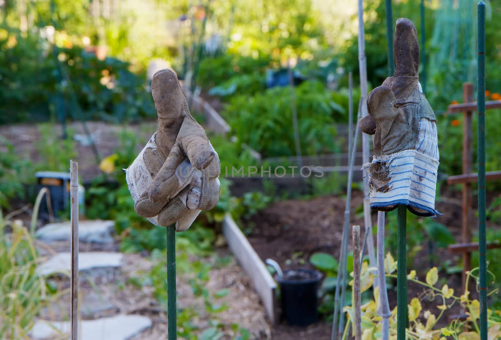 Pair of old worn gardening gloves seemingly giving pointers in an urban garden