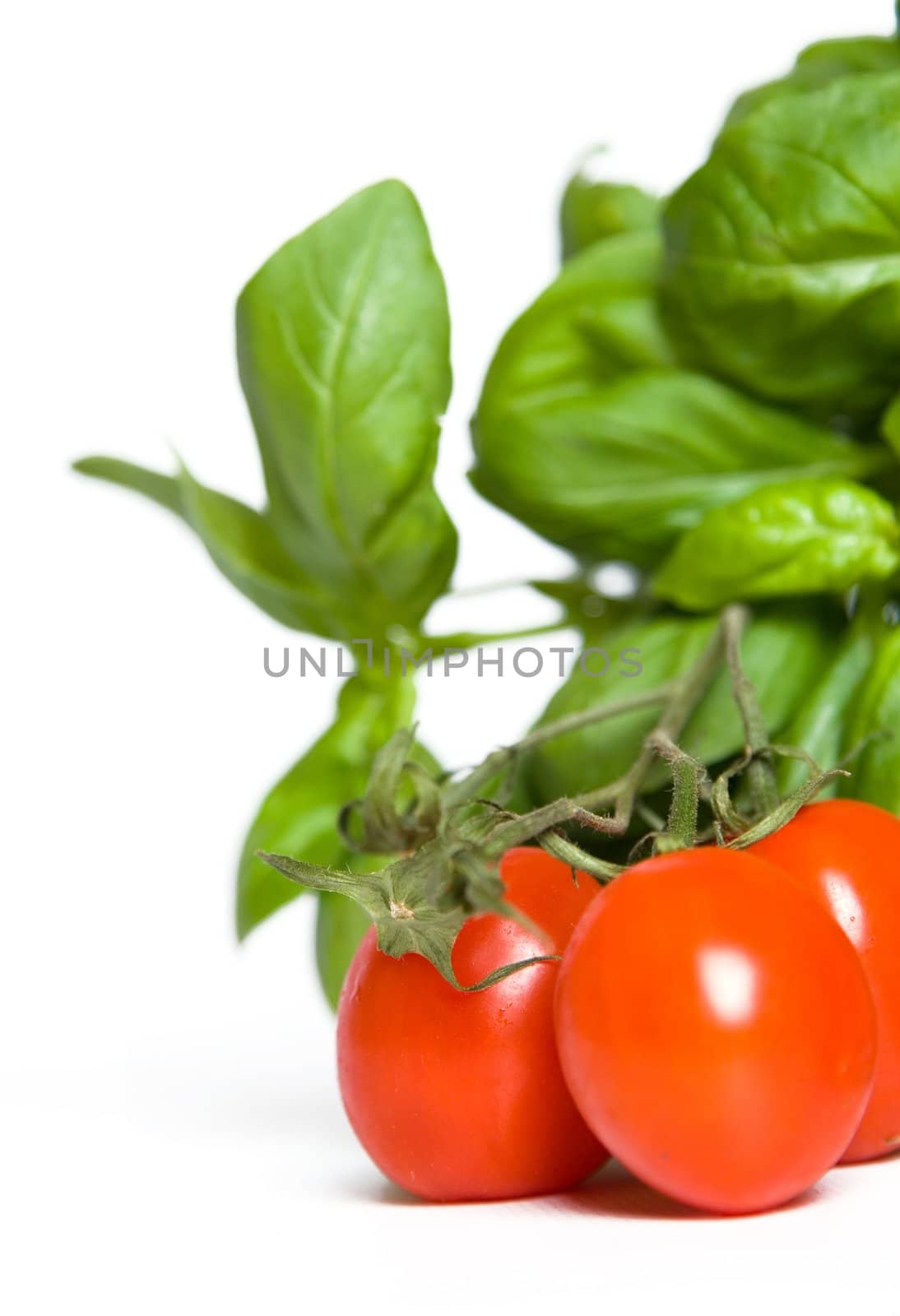tomatos like basil by amaxim