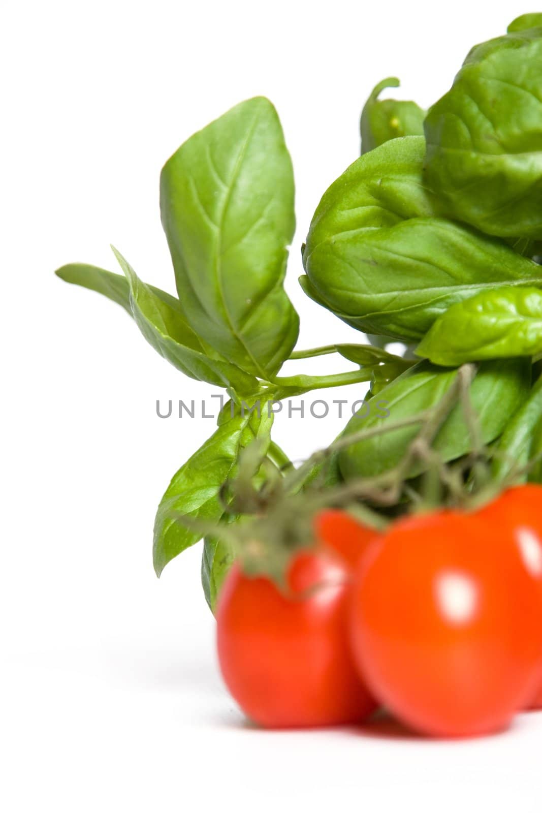 tomato and basil, separate on white