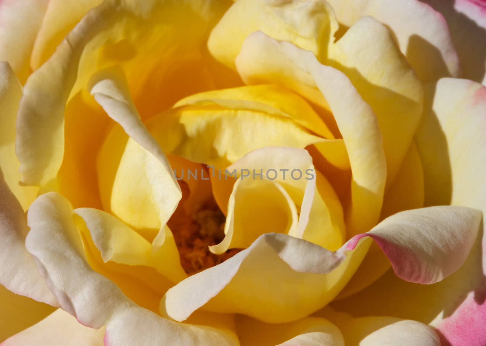 Macro of a portion of Yellow Rose