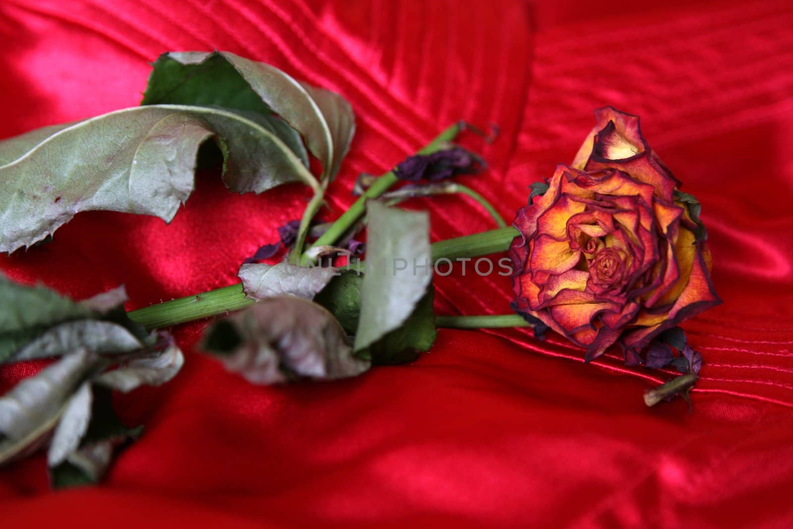 tea rose on red material by amaxim