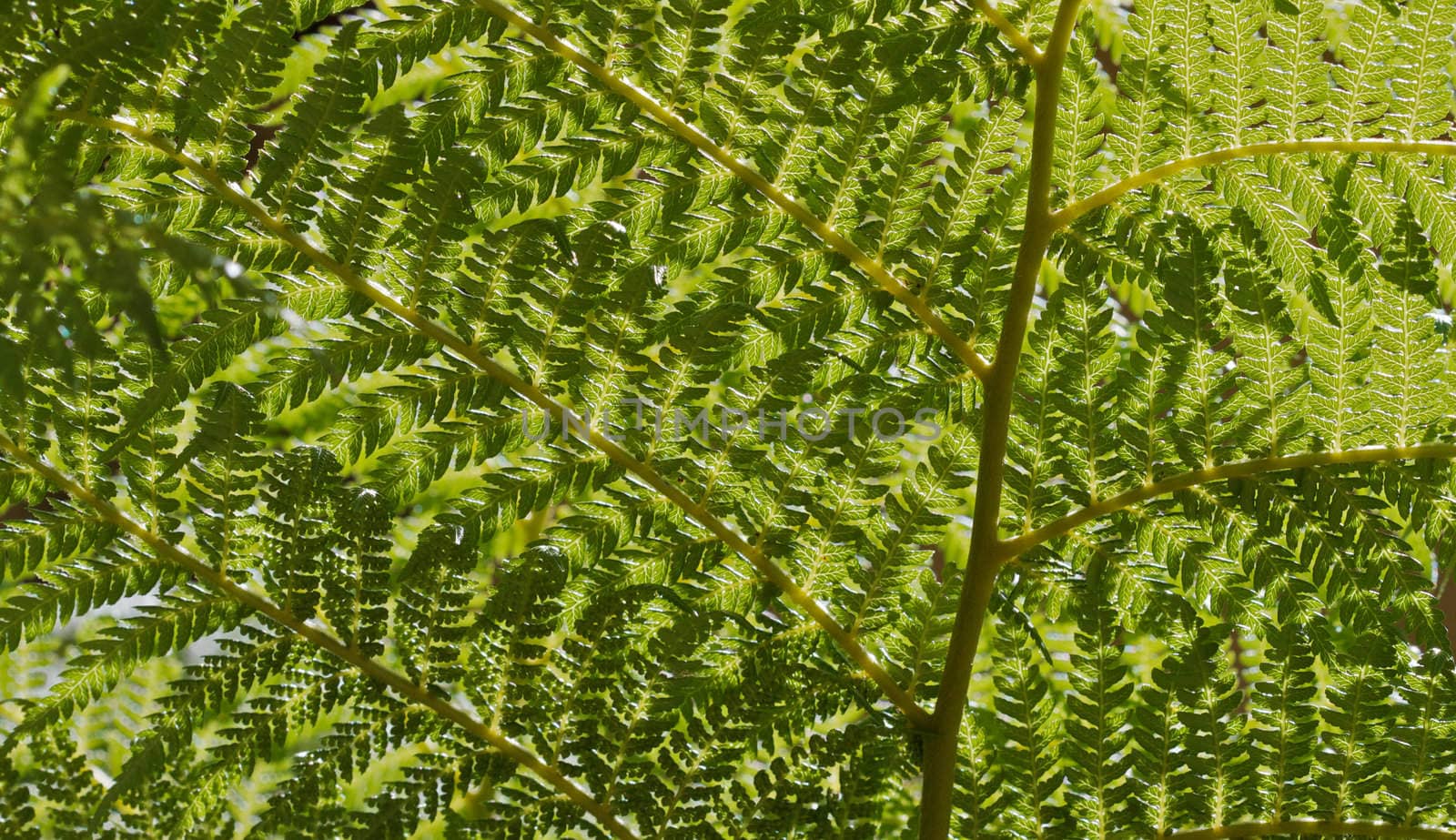 The underside of a fern branch sunlit from above