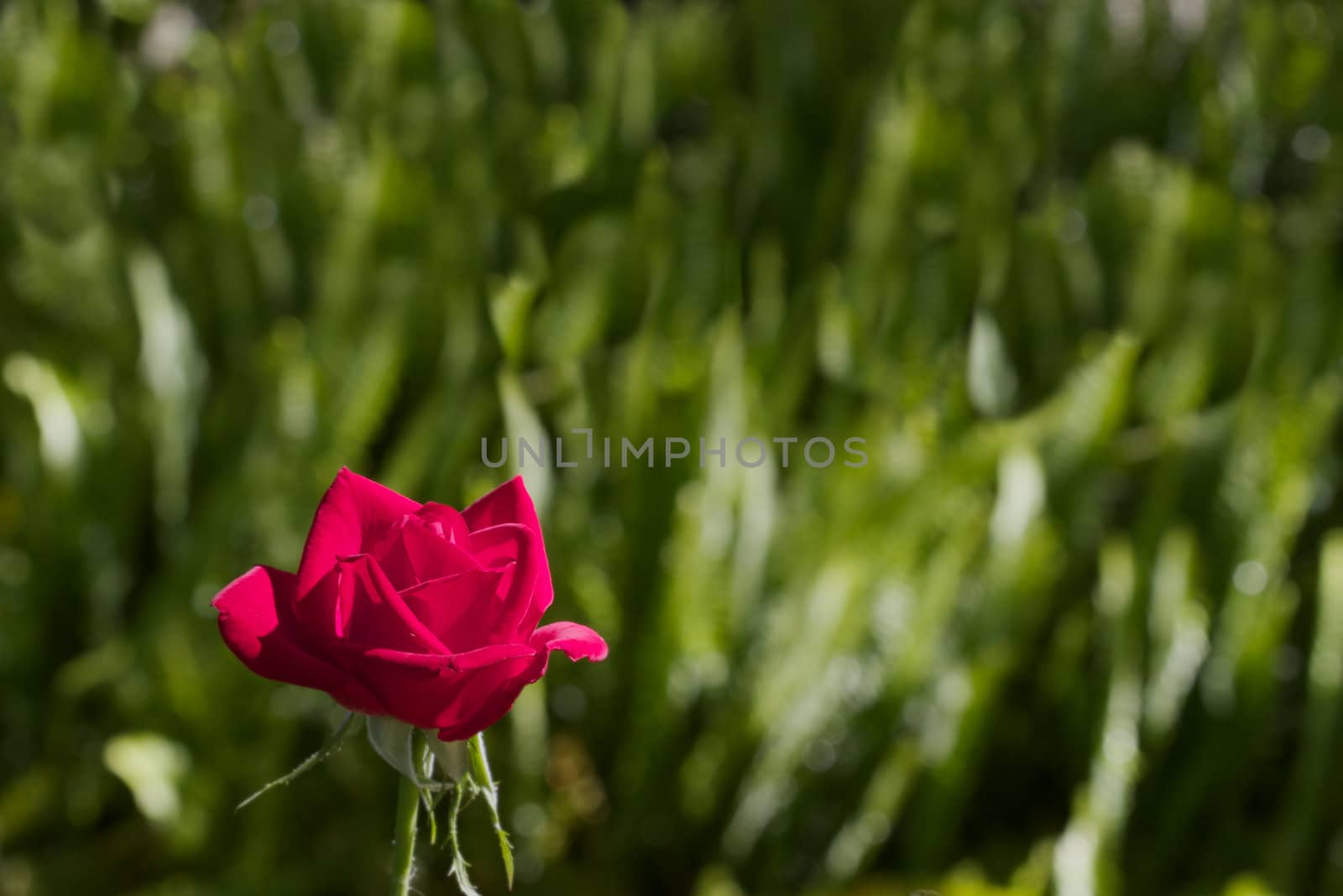 Sunlit Red Rose against a very soft green background