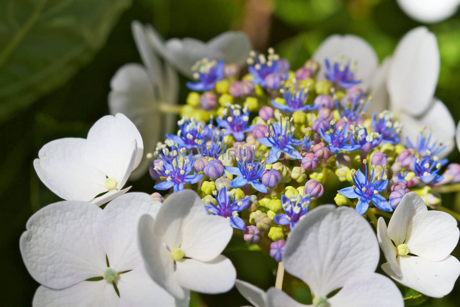 Macro of very white large Hydrangea blooms with tiny green, violet, purple, and blue flowers