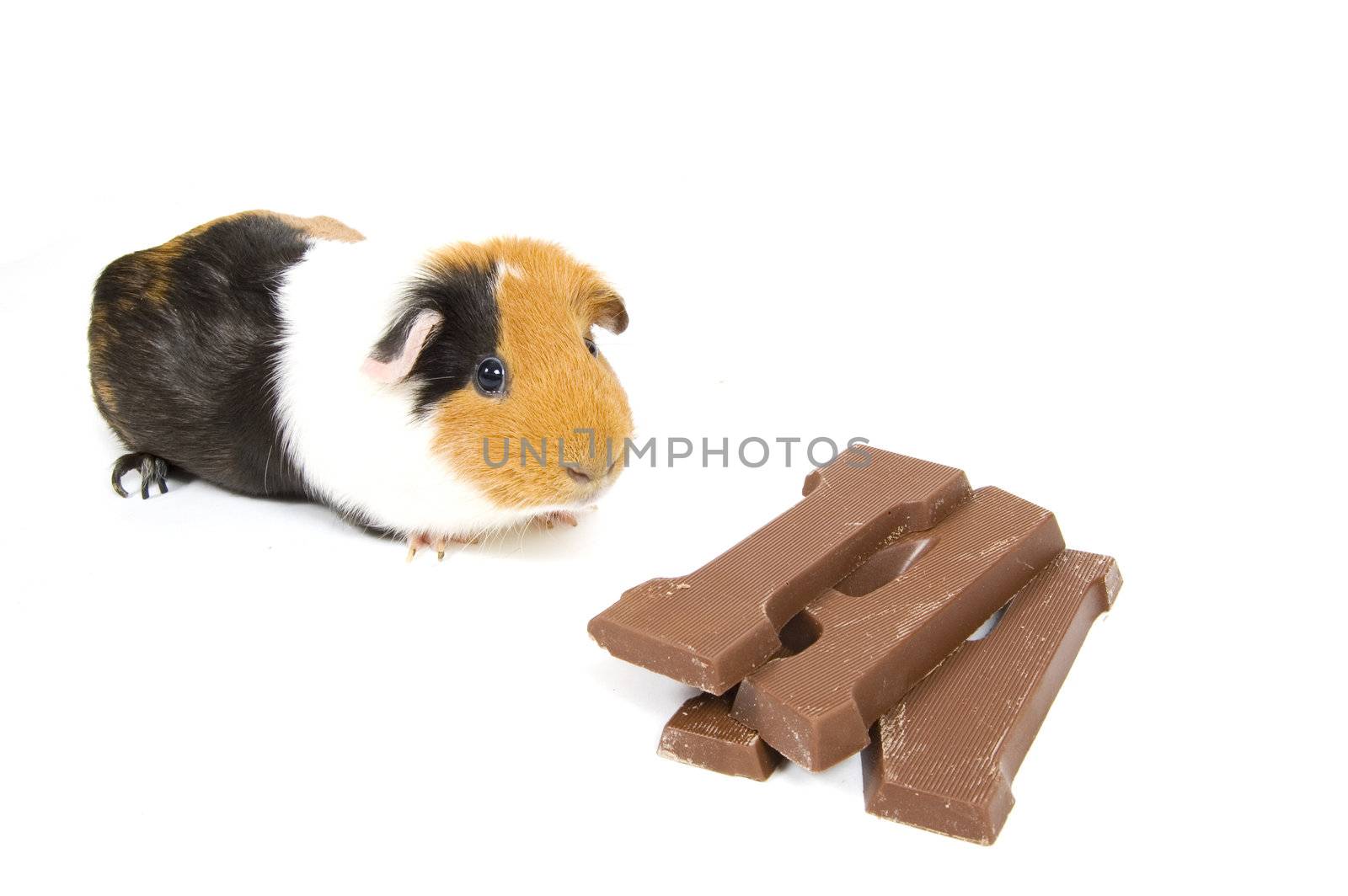 guinea pig with a chocolate letter for dutch holiday called sinterklaas on white