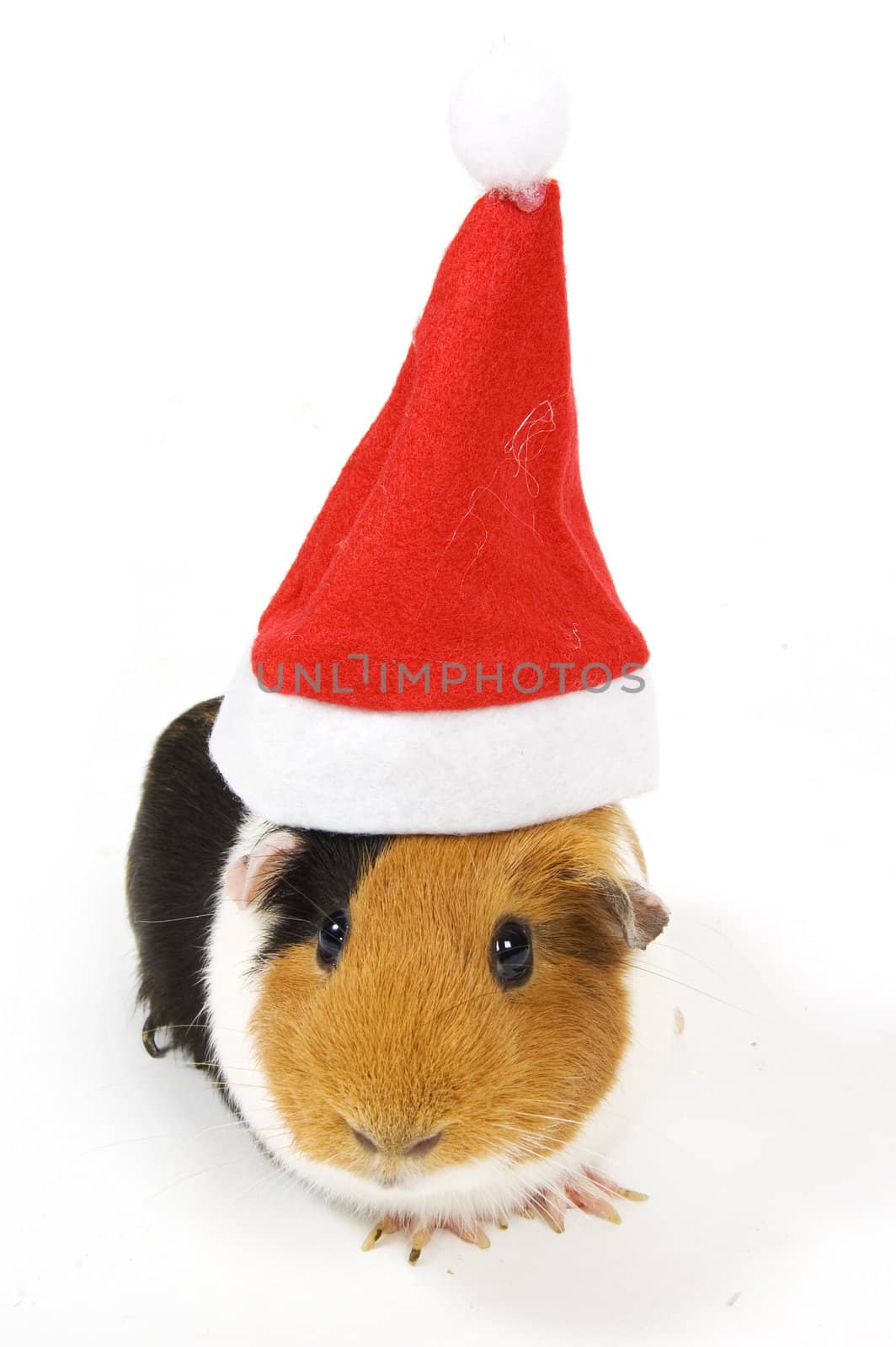 guinea pig wearing a christmas hat by ladyminnie