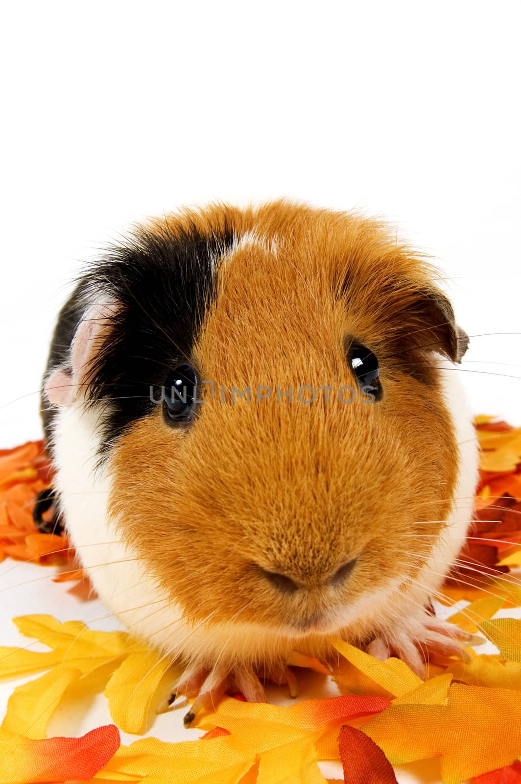 close up of a guinea pig surrounded by fall leafs by ladyminnie
