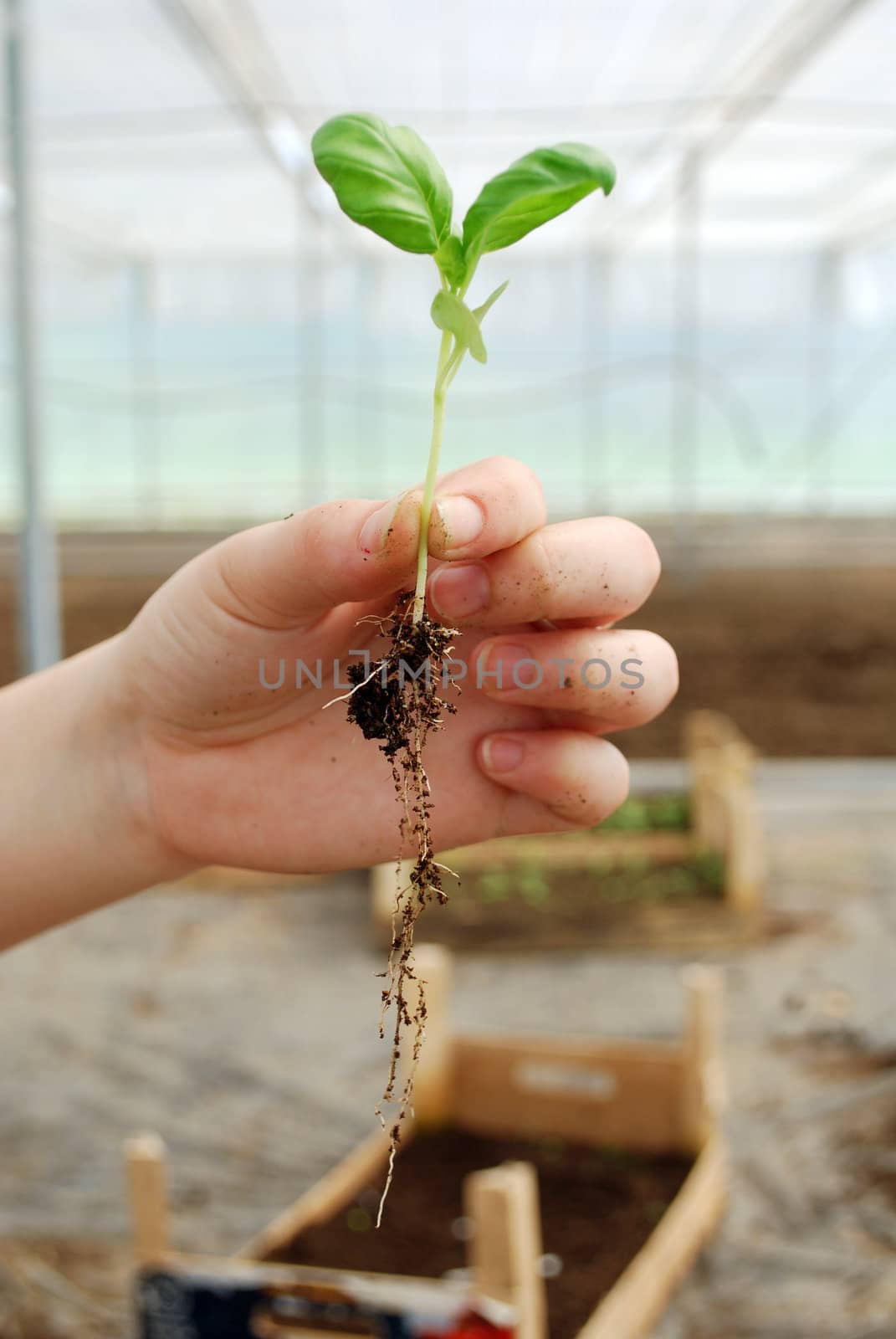 small sprout in the hand over the natural background