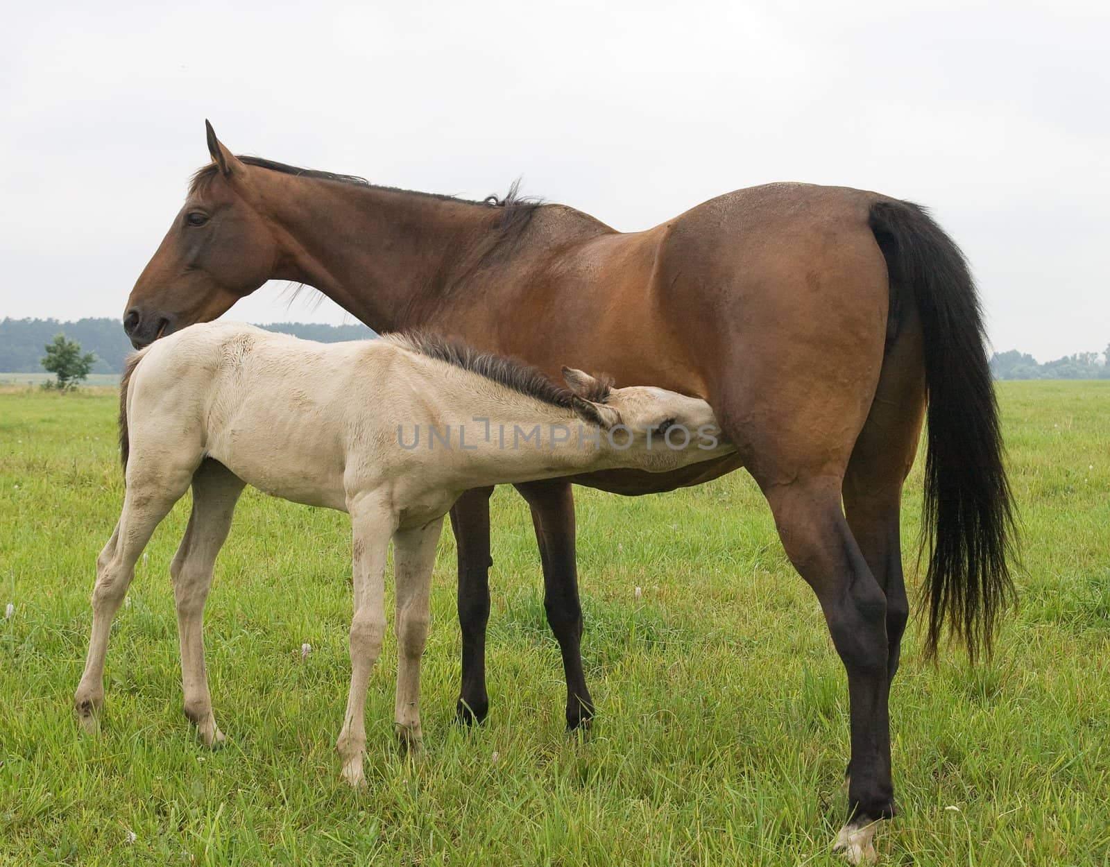 Foal suckling his mother by Goodday