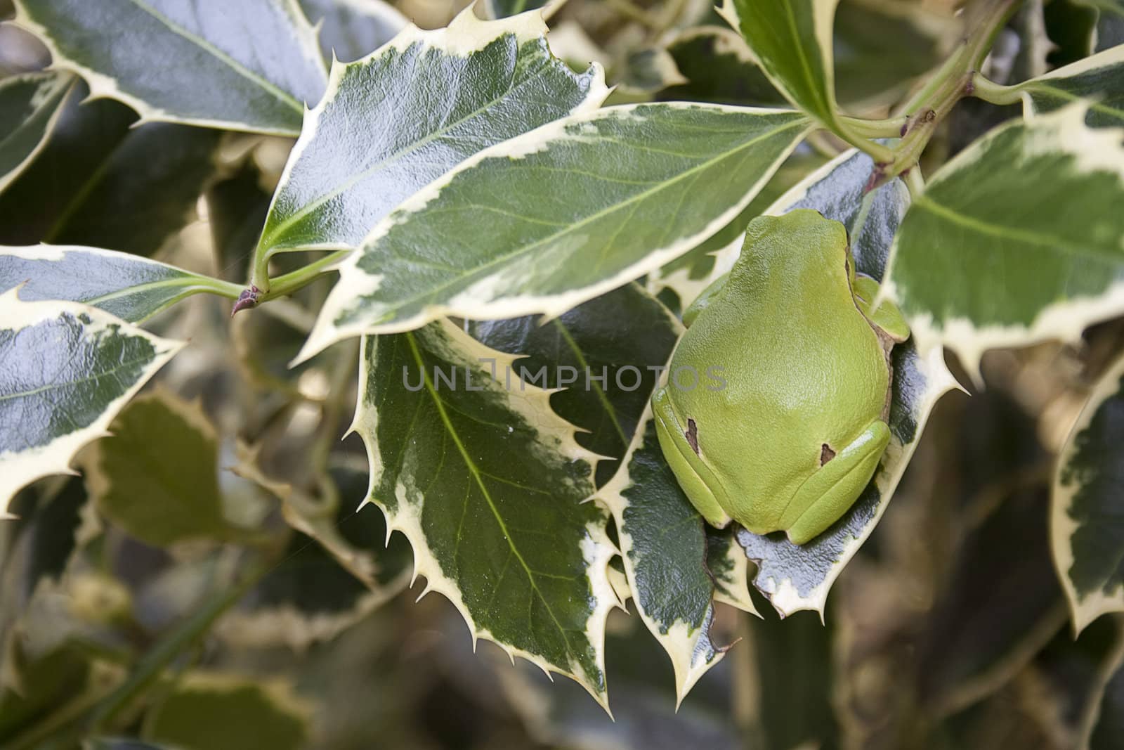 Green tree frog amphibian called on a white background